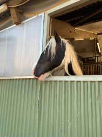 pferd2.jpg